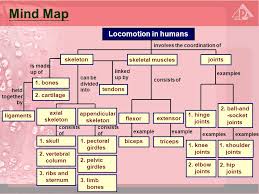 Human anatomy for muscle, reproductive, and skeleton. 17 1 Why Do Animals Need A Skeleton 17 2 The Human Skeleton 17 3 General Plan And Functions Of The Human Skeleton 17 4 Joints 17 5 Muscles 17 6 Locomotion Ppt Download
