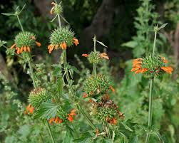 Tintura de Cordão de Frade 30ml - Tratamento de doenças ginecológicas, asma  e bronquite | Farmácia Sempre Viva