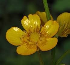 Image result for Ranunculus rugegensis
