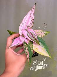 Image result for Phaulopsis sangana