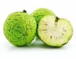 (however, the thorny trees do provide nesting and cover for wildlife.) the use of the hedge apples for insect control is one of the most endu. Is The Hedge Apple Osage Orange Edible Quora