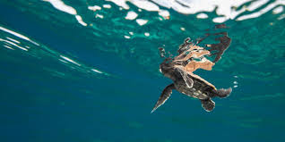 What is the hawksbill turtle? Beyond All Odds Hawksbill Sea Turtle Migration