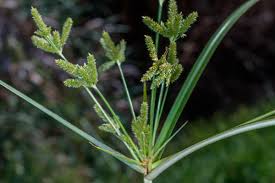 Image result for Cyperus alopecuroides