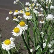 Image result for Xysmalobium alatum