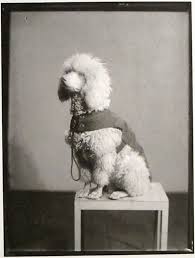 Maybe you would like to learn more about one of these? Gertrude Stein S Poodle Another