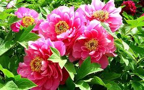 They have compound, deeply lobed leaves and large, often fragrant flowers, in colors ranging from purple red to white or yellow, in late spring and early summer. Pink Peonies Yellow Bonito Leaf Peony Green Flower Garden Nature Pink Hd Wallpaper Peakpx