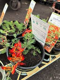 Image result for Lotus berthelotii