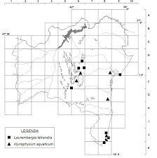 Image result for Laurembergia tetrandra