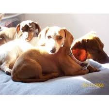 This website page contains a list of doxies for stud in eugene, gresham, hillsboro, portland, salem and oregon by reputable breeders. Janis Dachshund Breeder In Prineville Oregon