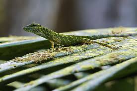 Image result for Anolis gemmosus