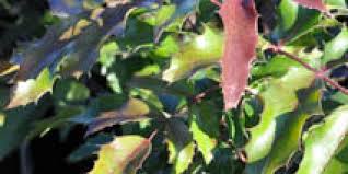 Image result for Delosperma mahonii