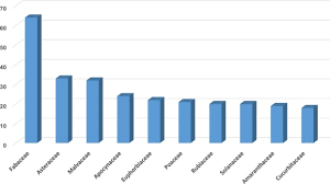 Image result for Conostomium gazense