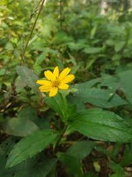 Image result for Aspilia