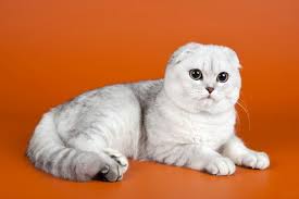 Scottish Fold Kedilerin Yuz Ifadesinin Nedeni Hastalik Guncel Yasam Haberleri