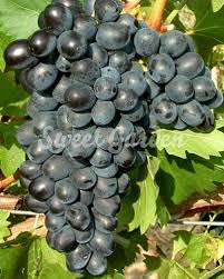 How and when to prune a grapevine. ViÅ£Äƒ De Vie Nero Sweet Garden