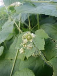 Image result for Sicyos