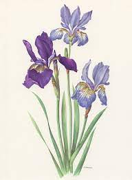 Purple Siberia Iris Flower Wall Decor 1964 Vintage Botanical Etsy Iris Flowers Botanical Art Botanical Drawings