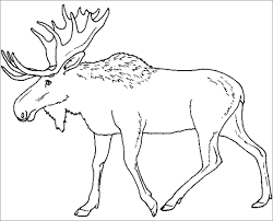 This arctic coloring pages are fun way to teach. Elk Moose Caribou Coloring Page Coloringbay