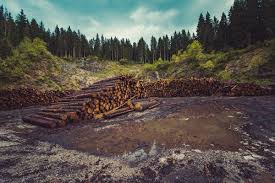 So, when you grab the wood from the pile either weeks or months later from your neatly stacked pile, all you have to think about is burning it. Free Firewood 8 Places To Find It Near You Insteading