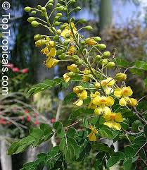 Image result for Caesalpinia cassioides