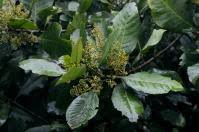 Image result for Maesa lanceolata