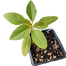 Image result for Amaranthus cruentus