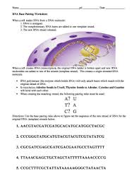 The nucleotides are identical except for the base, which can be an adenine, thymine, guanine or cytosine. Fillable Online Rna Base Pairing Worksheet Doc Fax Email Print Pdffiller