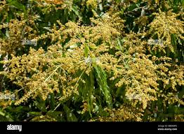 Bunch of mango flowers on tree in garden. Selective focus Stock Photo -  Alamy