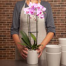 We did not find results for: Gift Ideas For Valentine S Day Flowers And Roses Aquarelle