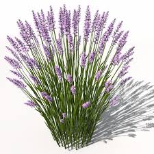 Lavender Plant Flowers 3d Model In 2020 Lavender Plant Planting Flowers Trees Top View