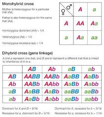 Dihybrid Cross A Cross Between F1 First Filial Generation Offspring That Are Heterozygous For Two Characters Biology Classroom Dihybrid Cross Biology Lessons