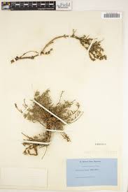 Image result for Leucas capensis