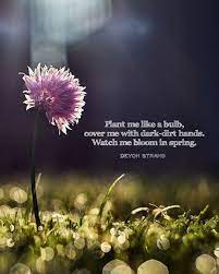 23 quotes from japanese haiku (japanese haiku series i): Pin By Karin Mo On Spring Haiku Poems Flower Poem Strang