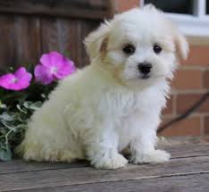 Breeders of merit are denoted by level in ascending order of: Cheap Maltese Puppies For Sale Usa Canada Australia Uk 50 Off