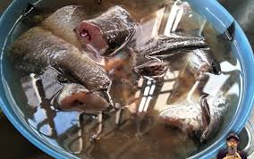 Kunci sebenar senarai makanan berpantang ialah makanan berkhasiat yang mampu mengembalikan tenaga dan kesihatan ibu. Bahaya Makan Ikan Haruan Untuk Ibu Bersalin Caesarean