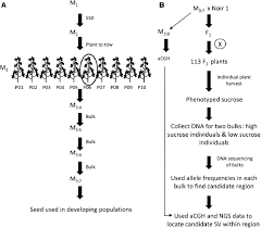 flow chart of mutant line advancement and mapping a