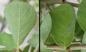 Image result for Flueggea virosa