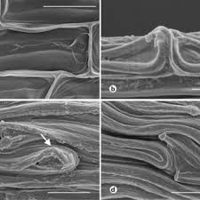 Image result for Ancistrorhynchus clandestinus