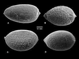Apply to cart attendant, dock worker, library page and more! The Eriocaulaceae Of Peru Three Taxonomic Novelties And A Revised Checklist With Key