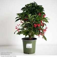Image result for Ardisia staudtii