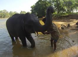Imagine how much better your facebook cover photo would be if it were actually a video! Bathing Elephants In India Dubare Elephant Camp Hippie In Heels