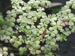 Image result for Marsilea minuta