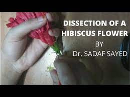 Dissection Of A Hibiscus Flower Floral Whorls Youtube Hibiscus Flowers Hibiscus Whorl