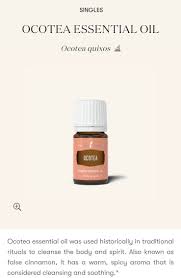 Image result for Ocotea