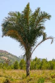 Image result for Raphia rostrata