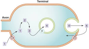 Autonomic Nervous System I Ii Iii Flashcards Quizlet