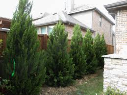 This tree is sought after for its elegant and almost romanesque look. Juniper Landscaping Ideas Photos Houzz