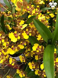 Oncidium Eurycline Orchideen Garten Orchideen Orchideenarten