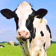 Profile for Cameron Dakin Dairy Manatee County Lease Program