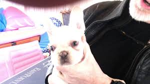 Bulldog puppy for sale canada, french bulldog puppies for sale england, french bulldog french bulldog puppy videos on youtube, french bulldog puppy price, adopt french bulldog puppy, how to be the first to review buy platinum cream french bulldogs pups cancel reply. French Bulldog Puppy Lilac Platinum And Chocolate Covered In Cream Male For Sale Youtube